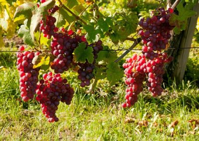 Wine Grapes Alsace